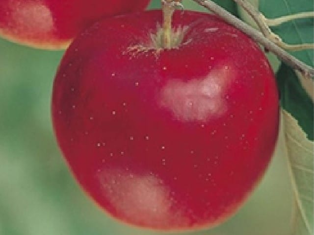 紅玉