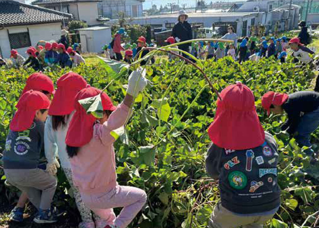 園児とさつまいも収穫